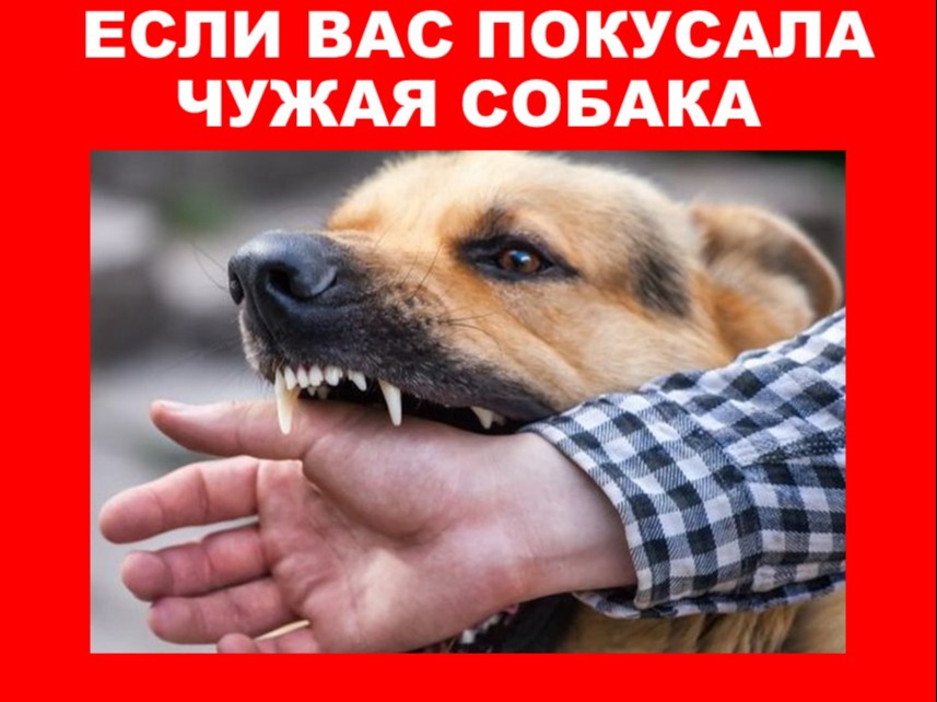 Если вас покусала чужая собака!.